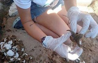 Caretta caretta yavruları denizle buluştu