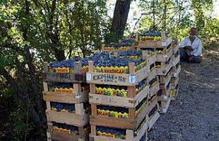 Cimin Üzümünün faydaları saymakla bitmiyor