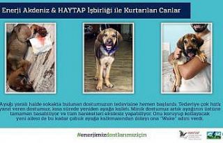 CK Enerji Akdeniz Elektrik ve HAYTAP işbirliği sokak...