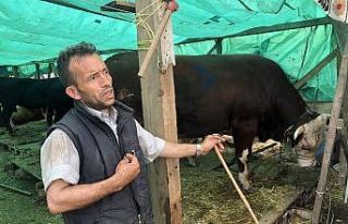 Çorlu Kurban Pazarının Paşası 25 bin TL’ye...