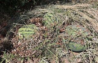 Diyarbakır karpuzu görücüye çıkmaya hazır