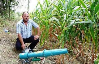 Domuzlara karşı ’ses bombalı’ önlem