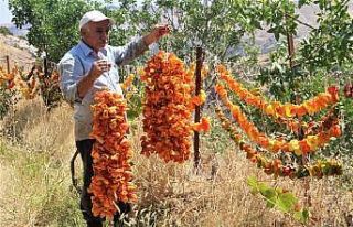 Elazığ’da kış için ‘kurutmalık’ mesaisi...