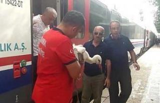 Elektrik çarpan leylek "trenbulansla" kurtarıldı