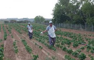 Ergene Belediyesi fasulye yetiştiriyor