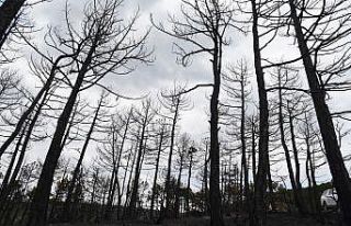 Eskişehir’deki orman yangınında son durum