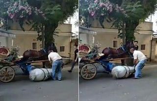 Faytona sürülen atın içler acısı hali