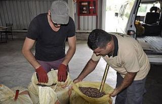 Fındık ‘turfanda’ dönemine girdi, 1 lira geriledi