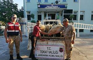 Firari 1 kişi ve 7 koyun için 5 şüpheli sorgulanıyor