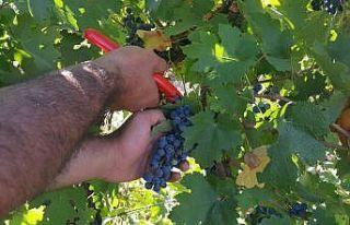 Harran Üniversitesinde bağ bozumu başladı