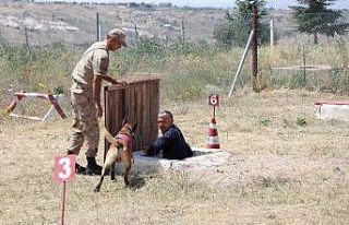 Hayat kurtaran köpekler 16 aylık eğitimden geçiriliyor
