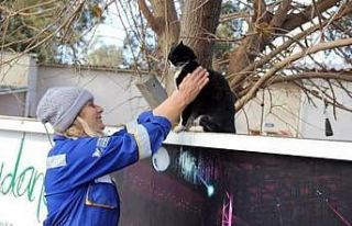 HAYTAP yangından etkilenen hayvanların tedavisini...