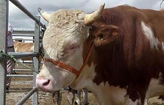 Hayvan Pazarında Bayram öncesi durgunluk hakim