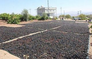 ‘Horoz karası’ cinsi üzüm kurutulmaya başlandı