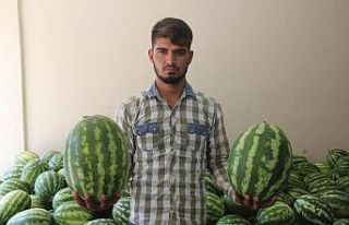 Kabak karpuz tartışması: 1 yaralı