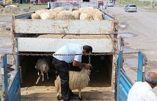 Kars’ta, genç çiftçi hayvan dağıtımları devam...