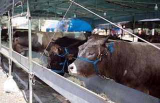 Kartal Belediyesi Kurban Bayramı hizmetleri ile göz...