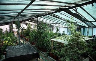 Kartal’ın yeşil alanları Yakacık Serası’ndan...