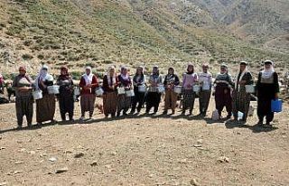 Kavurucu sıcakta süt sağımı