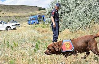 Kayıp katip kadavra ve iz takip köpekleriyle aranıyor