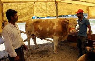 Kayseri’de 12 bin 294 büyükbaş, 17 bin 619 küçükbaş...