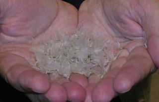 Kelebeklerin Ölüm dansı başladı