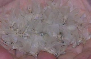 Kelebeklerin ölüm dansı festivale dönüştü,...