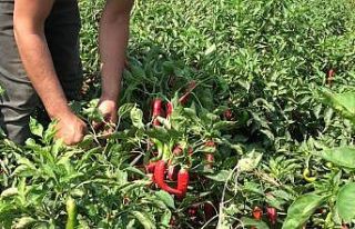 Kırmızı altının hasadına başlandı