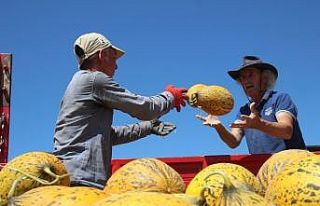 Konya Ovasında kavun hasadı zamanı