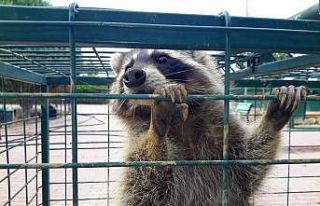 Konya’da cami lojmanının çatısına çıkan rakun...