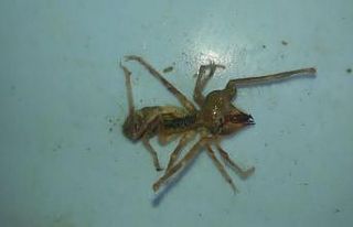 Köyde sarıkız örümceği alarmı