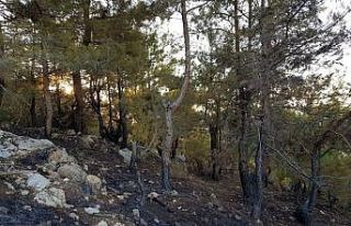 Kozan’da orman yangını