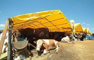 Küçükçekmece’de kurban bayramı için tüm önlemler...