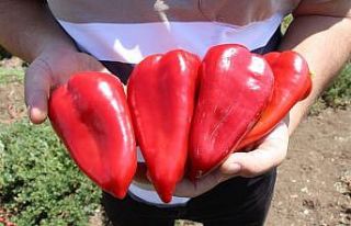 Kula’nın yeni gelir kapısı: kırmızı biber