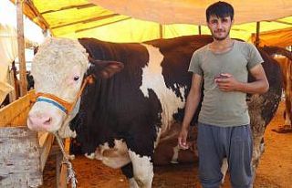 Kurban pazarının “Şampiyon”u