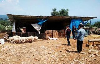 Kurbanlıklar firar etti