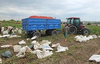 Markette 2.5 TL olan domates, tarlada 30 kuruş