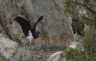 Nadir görülen kara leylekler Bilecik’te