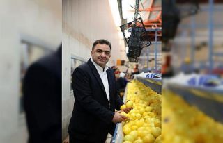 Narenciyede yüzde 70 rekolte düşüklüğü bekleniyor