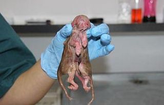 Ölü doğan tek başlı, iki vücutlu ve sekiz bacaklı...