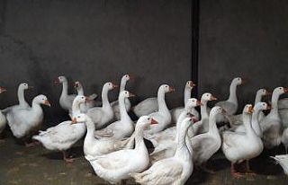 Ordu Büyükşehir 4 bin kaz dağıtacak