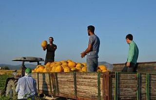 (Özel) Kırkağaç kavununda ilk hasat yapıldı