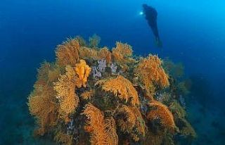 (Özel) Kızıl mercanlardan sonra sarı mercanlar...