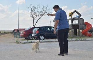 (Özel) Sadakatin böylesi: Sahibinden kaçıp tedavi...