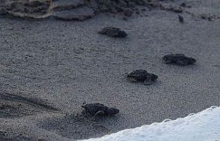Patara’da yavru caretta carettalar denizle buluşturuldu