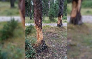 Piknikçiler ağaçlara zarar verdi