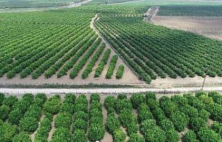 Poyrazın vurduğu limonda ihracat endişesi