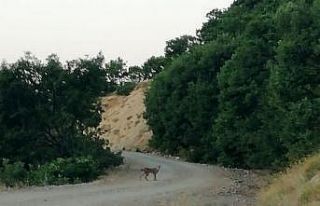 Pülümür’de koruma altındaki vaşak fotoğraflandı