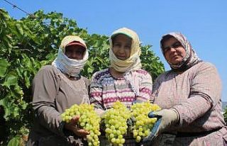 Rusya ve AB ülkelerinin üzümü Buldan’dan yola...