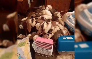 Rusya’da bir kadının yüzlerce fareyle birlikte...